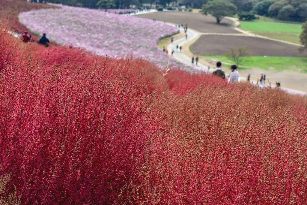 Fabio accorrà - seaside park di hitachi - i colori del giappone