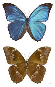 morfo blu kelvin hudson fotografia farfalle