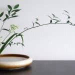 Ikebana arte giapponese disposizione dei fiori