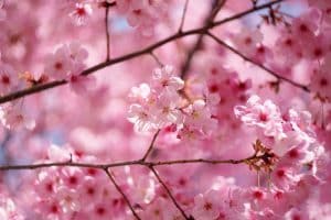 fiori di ciliegio sakura hanami