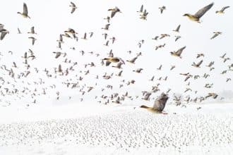 Siena drone photo awards 2021