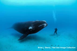 Mostra fotografica national geographic explore oceani ultima frontiera