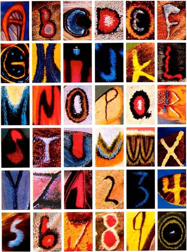 alfabeto delle farfalle Kjell Bloch Sandvend