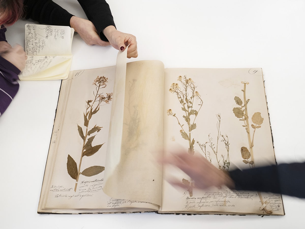 Herbarium. I fiori sono rimasti rosa. La mostra di alessandra calò