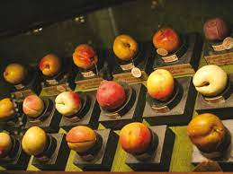 museo della frutta torino Francesco Garnier Valletti,