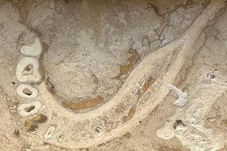 Fossili umani nel tuo pavimento di travertino: ecco cosa devi sapere