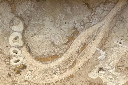 Fossili umani nel tuo pavimento di travertino: ecco cosa devi sapere