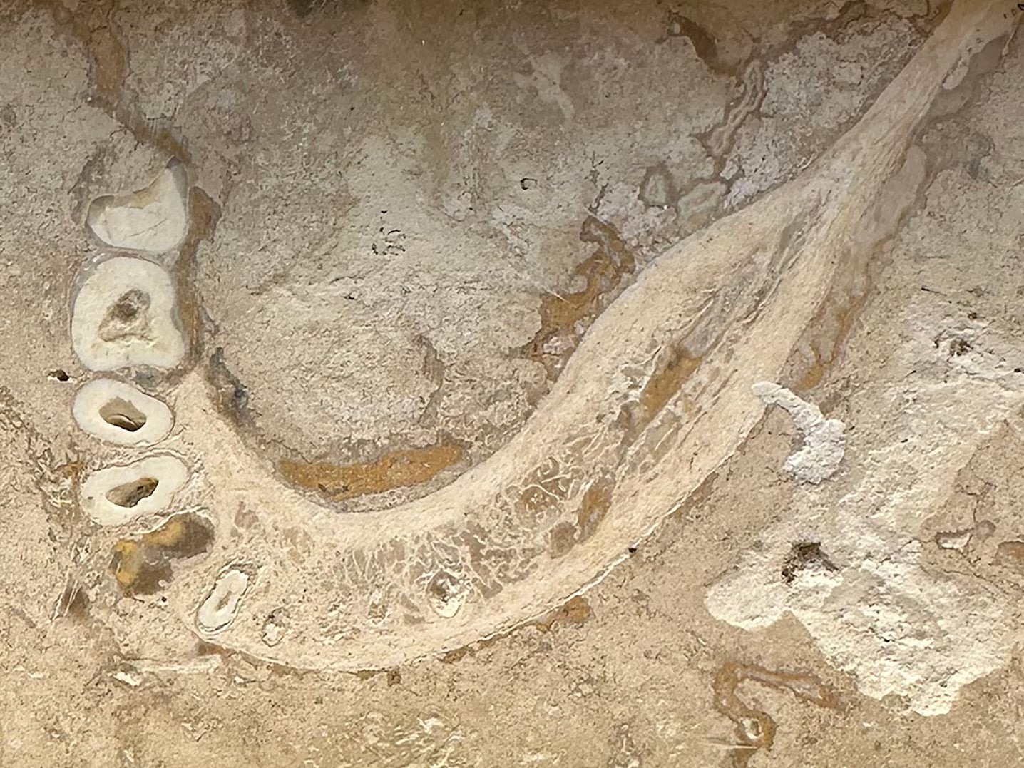 Fossili umani nel tuo pavimento di travertino: ecco cosa devi sapere