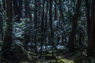 Foresta di aokigahara