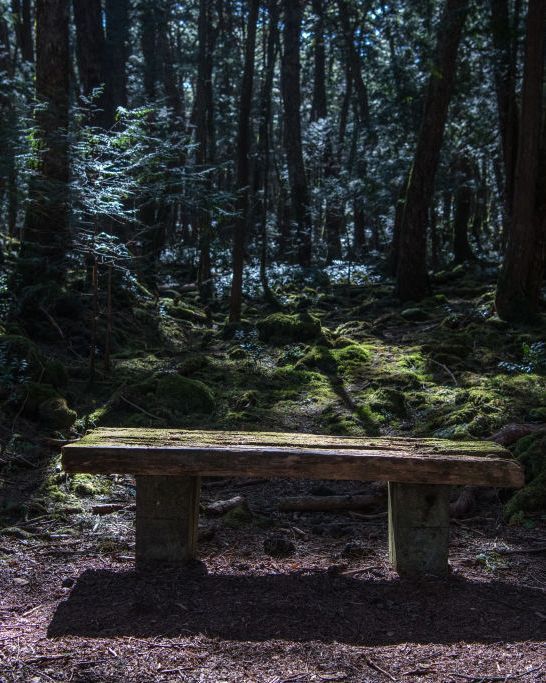Destinazioni sconosciute #21: la foresta di aokigahara, un luogo di misteri e leggende