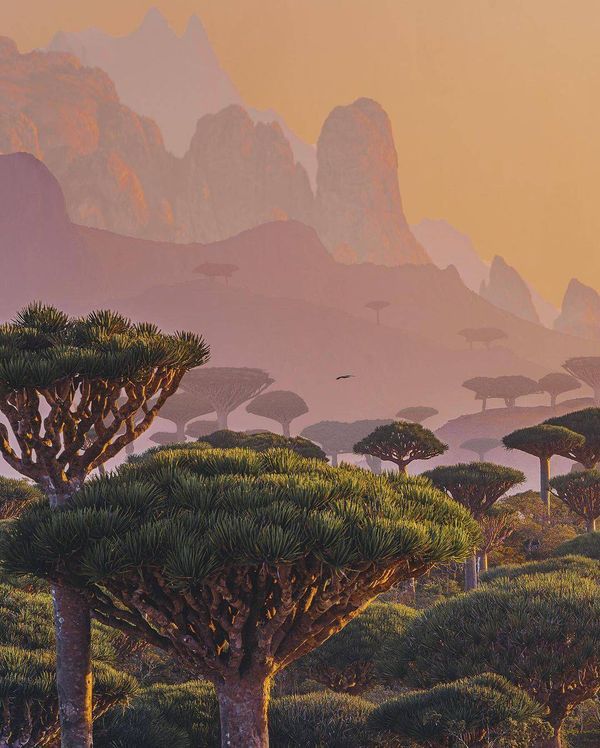 Destinazioni sconosciute #26: l’isola di socotra