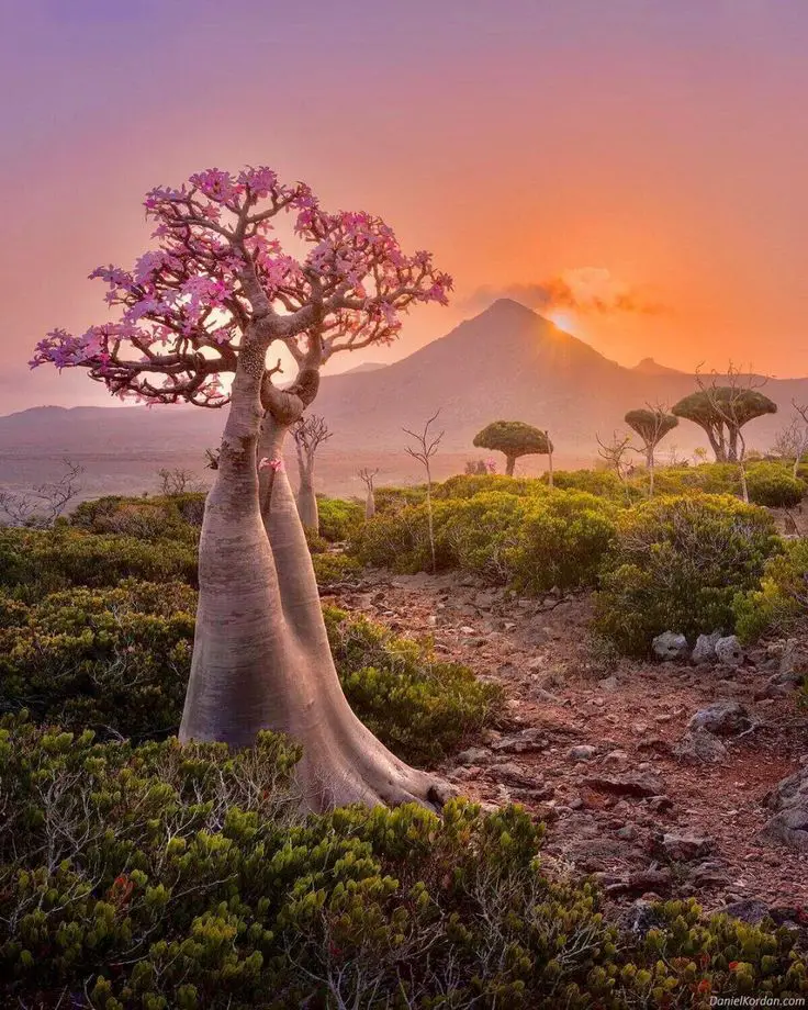 Socotra island