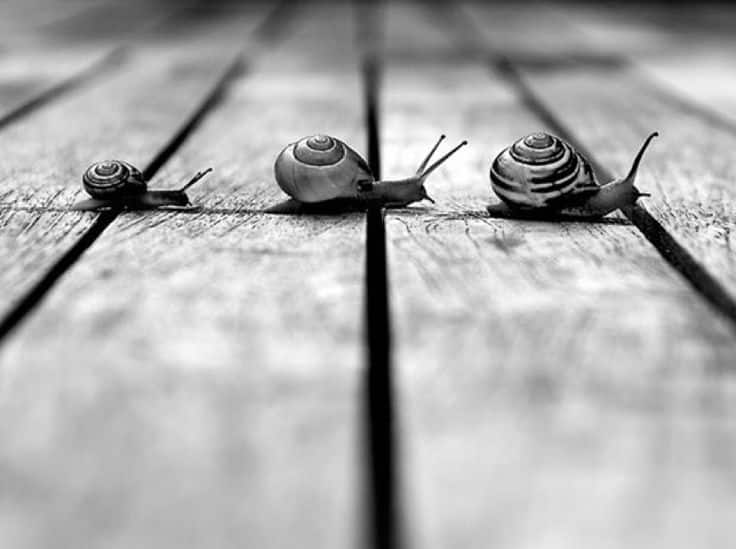 Che fine ha fatto la lentezza? Ritrovare la bellezza nei gesti quotidiani
