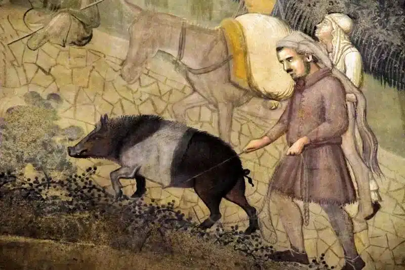 Pillole di storia medievale, il processo agli animali