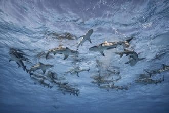 Cristina mittermeier, grand bahama, bahamas, 2019, mostra la grande saggezza a brescia