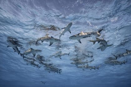 Cristina mittermeier, grand bahama, bahamas, 2019, mostra la grande saggezza a brescia