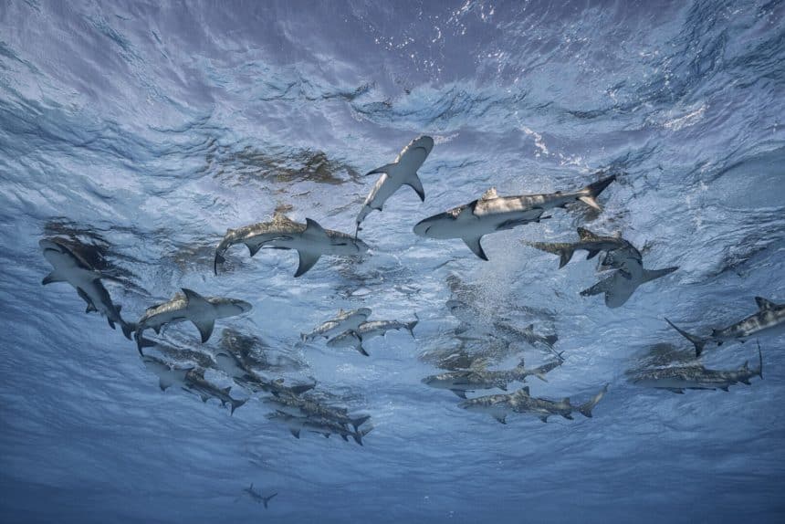 Cristina mittermeier, grand bahama 2019, mostra la grande saggezza a brescia