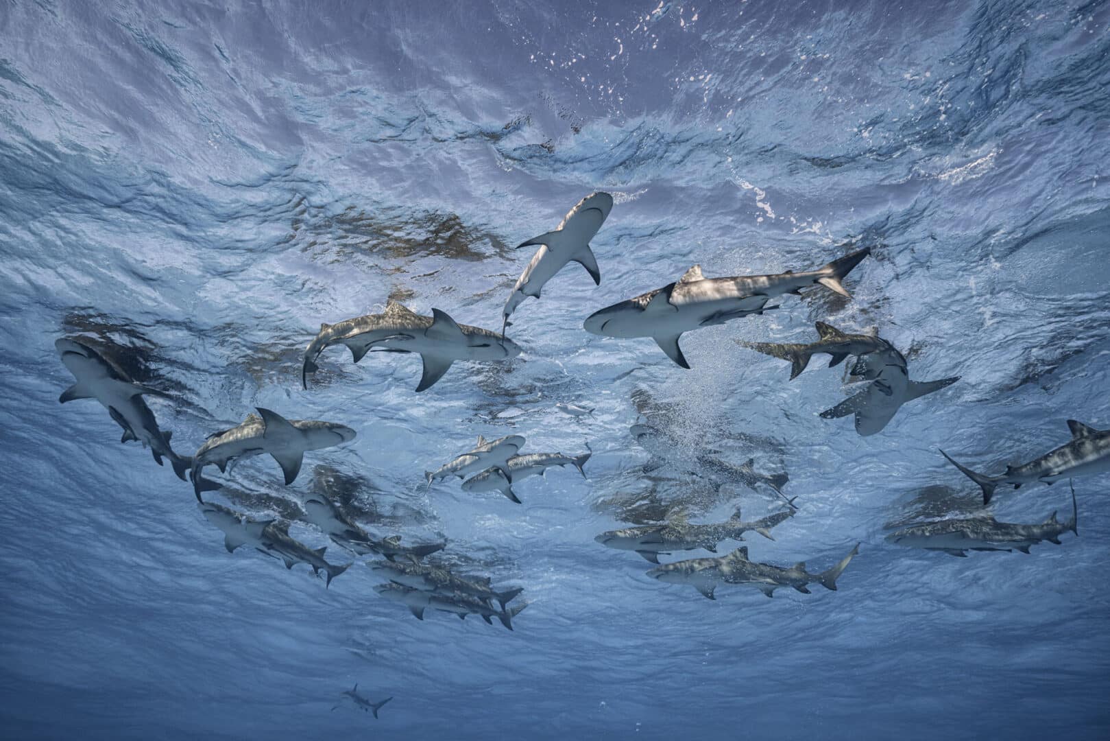 Cristina mittermeier, grand bahama 2019, mostra la grande saggezza a brescia