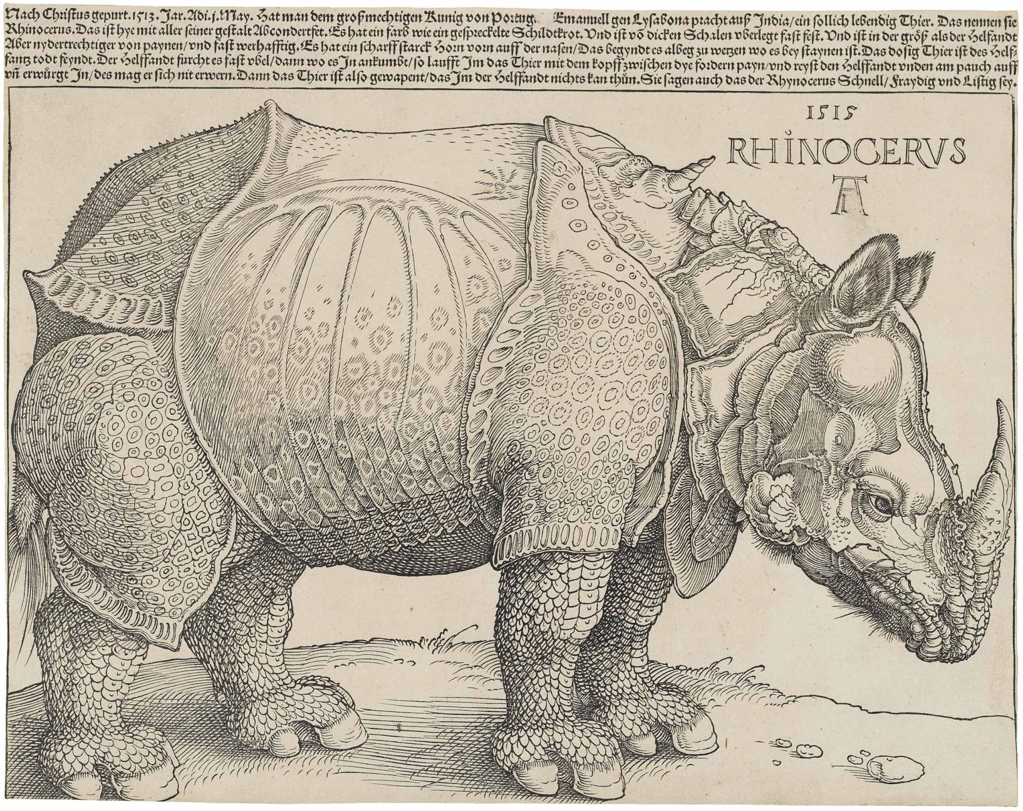 Il rinoceronte di albrecht dürer del 1515, opera presente nella mostra oltre il rinascimento a firenze
