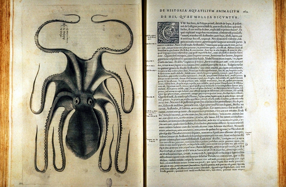 Aqva alla biblioteca vaticana: cosa vedere e quando apre Illustrazione dall'aquatilium animalium historia di ippolito salviani, opera al centro della mostra aqva