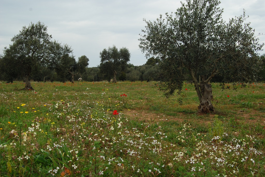 Riserva naturale le cesine a vernole, sede delle ricerche archeologiche 2026