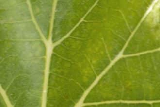Dettaglio naturale delle vigne surrau ad arzachena