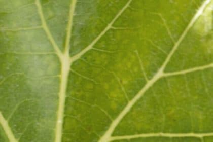 Dettaglio naturale delle vigne surrau ad arzachena