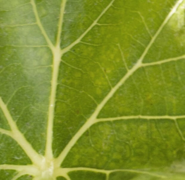 Dettaglio naturale delle vigne surrau ad arzachena