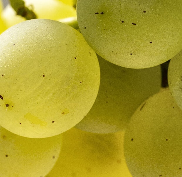 Vigne surrau ad arzachena, dettaglio delle uve