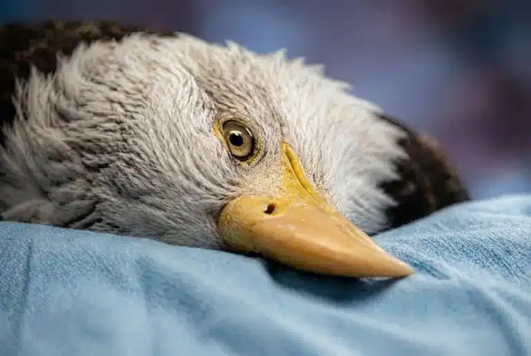 David claerbout, eagle eye, 2026, in mostra al mast